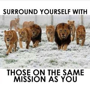 Lion pride on a mission